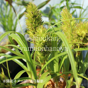 RE{EM@9cm|bgc@ʊ/R쑐/ϊN/O@/x n㕔Ȃ