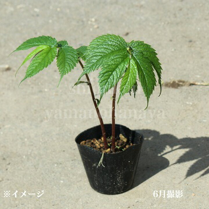 楽天市場 1ポット 赤ミズ 10 5cmポット苗 山菜苗 耐寒性多年草 ウワバミソウ 赤みず 10 1休眠のため葉を切り落としてお届け 紫桜館 山の花屋 楽天市場店