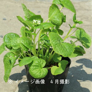 苗 山菜 苗の人気商品 通販 価格比較 価格 Com 苗 山菜 苗の人気商品 通販 価格比較 価格 Com