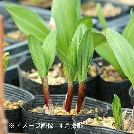 (1ポット)ギョウジャニンニク　10.5cmポット苗　3株植え/山菜苗/耐寒性多年草/アイヌネギ/※3/29葉が展開中