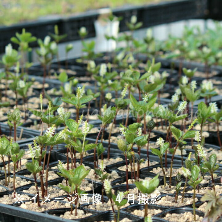 楽天市場 1ポット ヒトリシズカ 9cmポット苗 山野草 耐寒性多年草 一人静 今季開花終了 紫桜館 山の花屋 楽天市場店