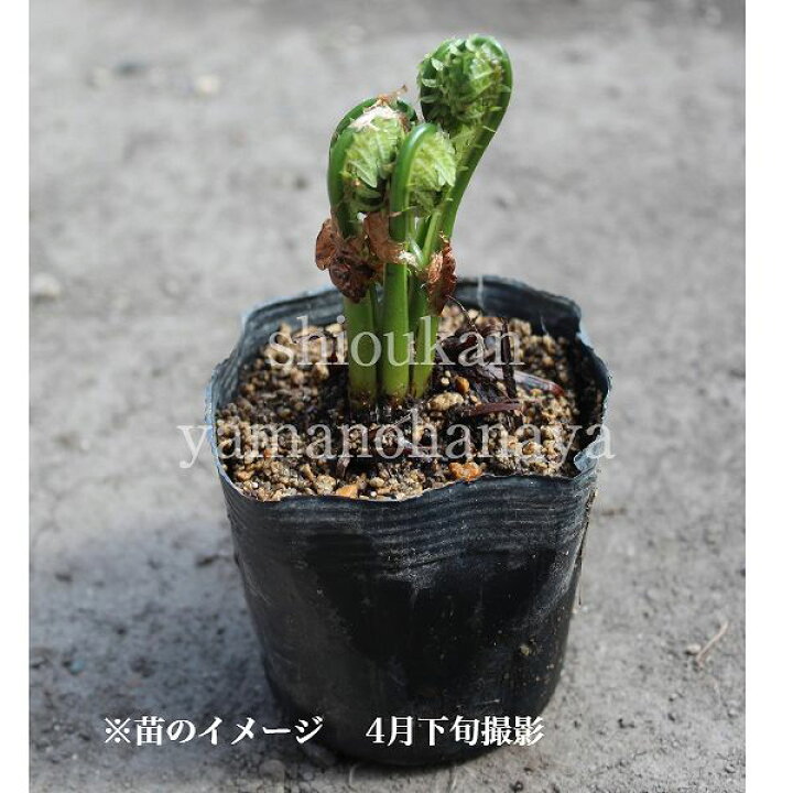 楽天市場 1ポット コゴミ 10 5cmポット苗 山菜苗 耐寒性多年草 クサソテツ シダ植物 休眠に入りました 地上部無しでお届け 紫桜館 山の花屋 楽天市場店