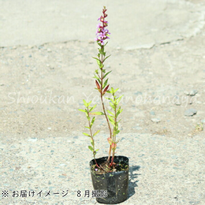 楽天市場 1ポット ミソハギ 9cmポット苗 山野草 湿地性多年草 ビオトープ 禊萩 精霊花 紫桜館 山の花屋 楽天市場店