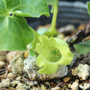 fSEXoTCV9cm|bgc@󏭎/R쑐/ϊN/tאh/x n㕔