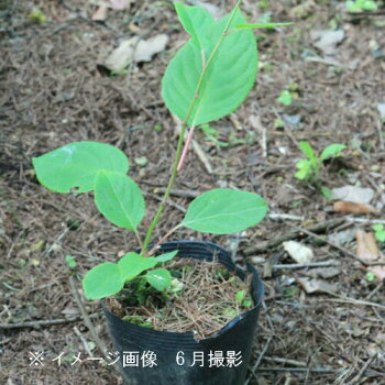 楽天市場 1ポット サルナシ 10 5cmポット苗 果樹苗 猿梨 マタタビの仲間 紫桜館 山の花屋 楽天市場店 楽天市場 1ポット サルナシ 10 5cmポット苗 果樹苗 猿梨 マタタビの仲間 紫桜館 山の花屋 楽天市場店