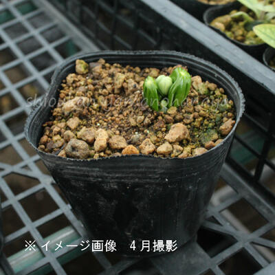 楽天市場】(1ポット)マタサキハッカクレン 10.5～12cmポット苗 1芽植え