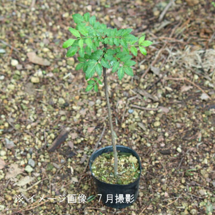 楽天市場】(1ポット)サンショウ 10.5cmポット苗 樹高20〜30cm/苗木/香辛料/山椒/雄雌選別前の幼苗/※4/30芽吹き始め : 紫桜館 山の花屋 楽天市場店 楽天市場】(1ポット)サンショウ 10.5cmポット苗 樹高20〜30cm/苗木/香辛料/山椒/雄雌選別前の幼苗/※4/30芽吹き始め : 紫桜館 山の花屋 楽天市場店