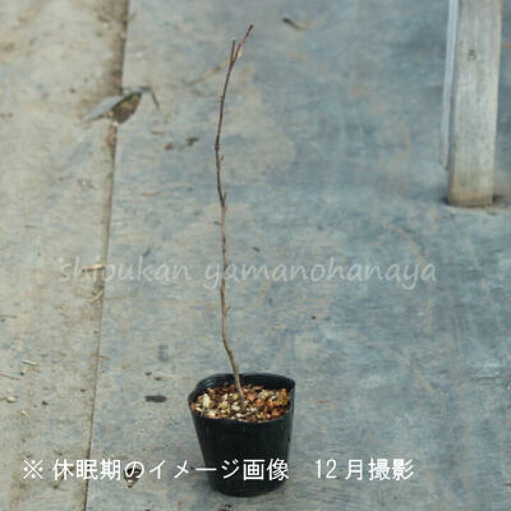 楽天市場 1ポット サンショウ 10 5cmポット苗 樹高 30ｃｍ 苗木 香辛料 山椒 雄雌選別前の幼苗 10 5植え替えたばかりです 紫桜館 山の花屋 楽天市場店