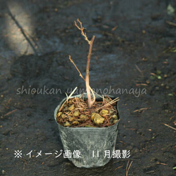 楽天市場 1ポット サルナシ 10 5cmポット挿し木苗 果樹苗 猿梨 マタタビの仲間 9 16落葉しました 紫桜館 山の花屋 楽天市場店