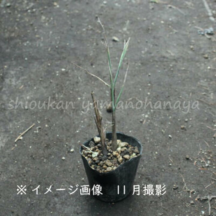 楽天市場 1ポット タカノハススキ 10 5cmポット苗 植え付け1年後以降の開花見込み苗 矢羽薄 鷹の羽ススキ 10 1休眠のため葉を切り落としてお届け 紫桜館 山の花屋 楽天市場店
