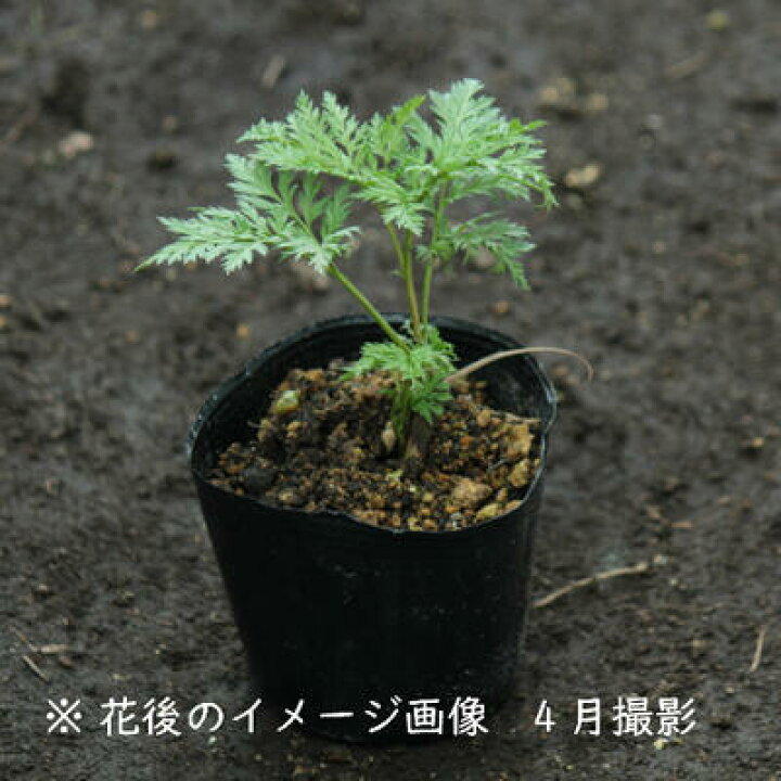 楽天市場 1ポット フクジュソウ 9cmポット苗 １芽植え 山野草 耐寒性多年草 福寿草 正月花 23年開花見込み株 休眠株を植え付けてお届け 紫桜館 山の花屋 楽天市場店