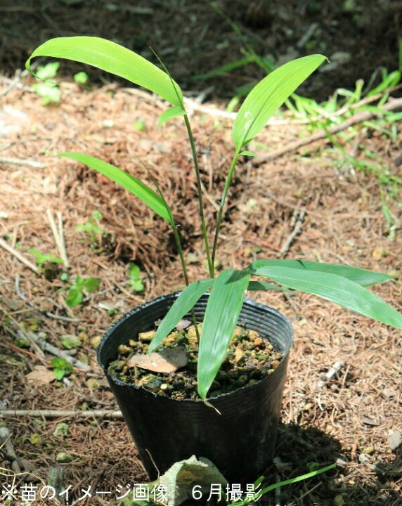 楽天市場 1ポット ネマガリタケ 10 5cmポット苗 植え付け1年後以降の収穫見込み苗 山菜苗 耐寒性多年草 根曲がり竹 姫竹 紫桜館 山の花屋 楽天市場店
