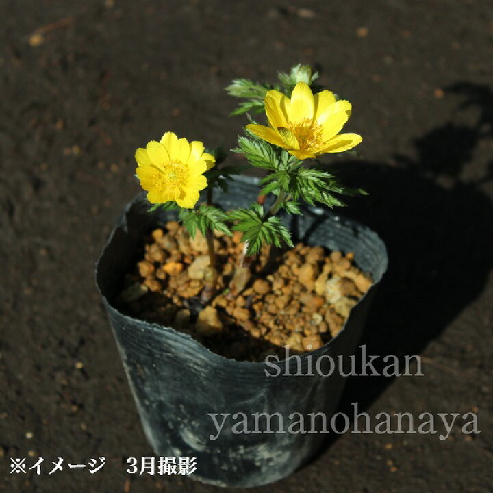 楽天市場 1ポット フクジュソウ 10 5cmポット2芽植え苗 山野草 耐寒性多年草 福寿草 正月花 23年開花見込み株 休眠株を植え付けてお届け 紫桜館 山の花屋 楽天市場店