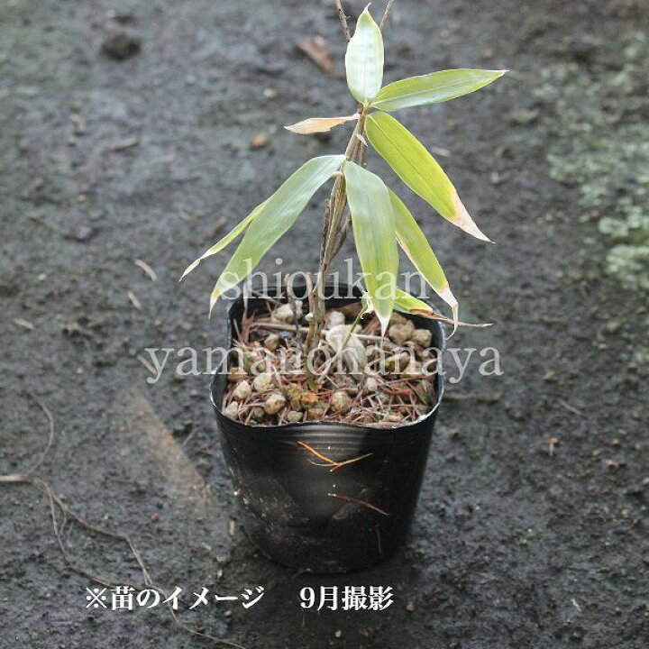 楽天市場 1ポット ネマガリタケ 10 5cmポット苗 植え付け1年後以降の収穫見込み苗 山菜苗 根曲がり竹 姫竹 紫桜館 山の花屋 楽天市場店