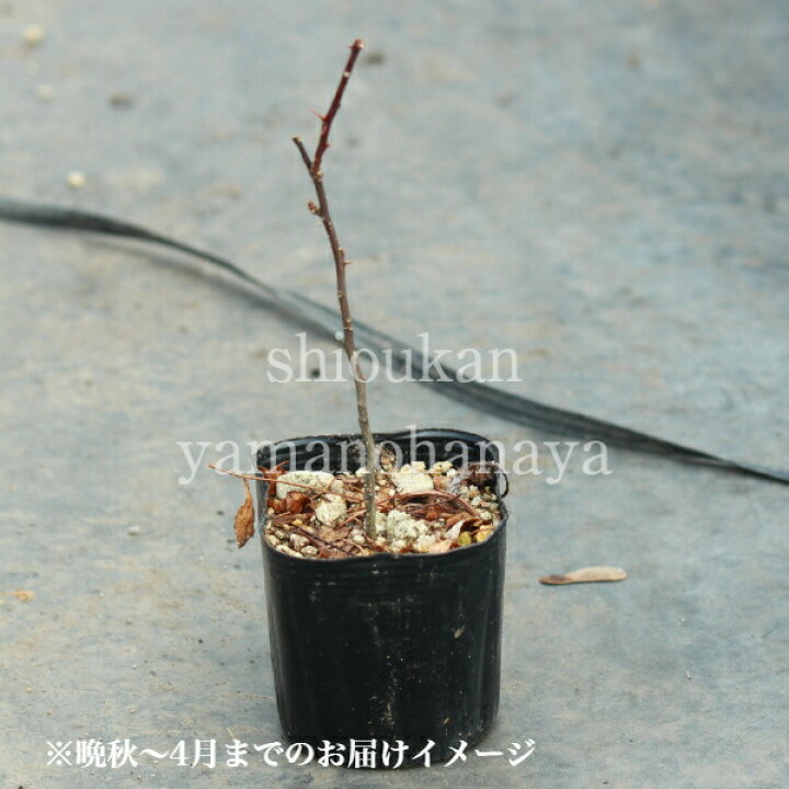 楽天市場】(1ポット)サンショウ 9cmポット苗 樹高10〜20cm/苗木/山椒/雄雌選別前の幼苗/※4/30芽吹き始め : 紫桜館 山の花屋 楽天市場店 楽天市場】(1ポット)サンショウ 9cmポット苗 樹高10〜20cm/苗木/山椒/雄雌選別前の幼苗/※4/30芽吹き始め : 紫桜館 山の花屋 楽天市場店