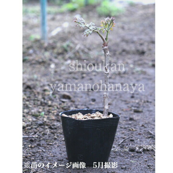 楽天市場 1ポット タラノキ 10 5cmポット苗 樹高 30cｍ 山菜苗 タラノメ 紫桜館 山の花屋 楽天市場店