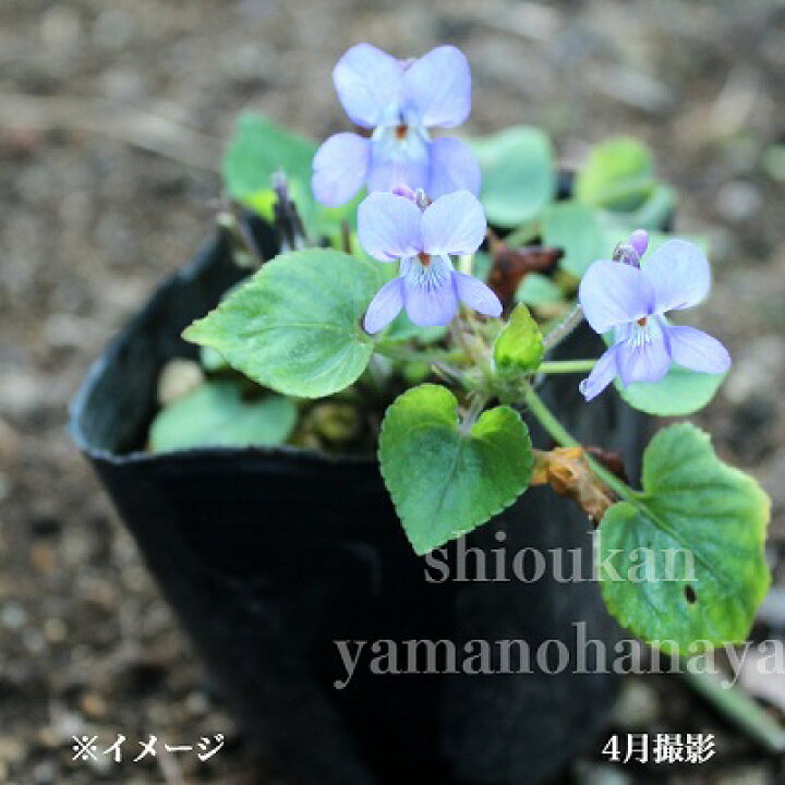 楽天市場 1ポット タチツボスミレ 9cmポット苗 山野草 耐寒性多年草 立壺菫 4 9蕾 開花中 紫桜館 山の花屋 楽天市場店