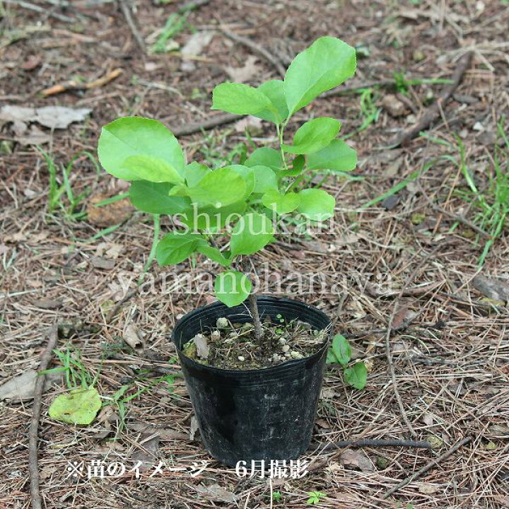630円 最大88%OFFクーポン 盆栽 ツルウメモドキ 雄 盆栽用苗木 つるうめもどき bonsai 販売s91230 630円 最大88%OFFクーポン 盆栽 ツルウメモドキ 雄 盆栽用苗木 つるうめもどき bonsai 販売s91230