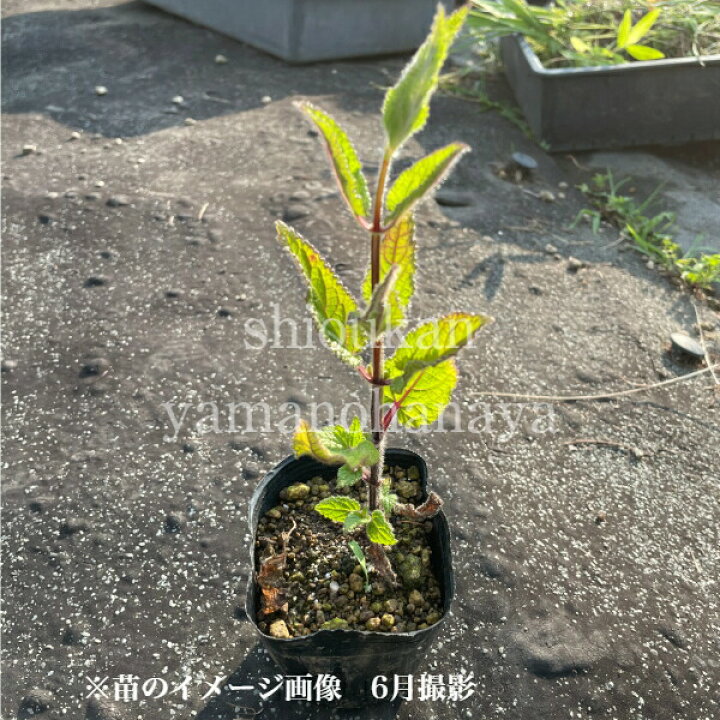 楽天市場 2ポット 岩手県産チョロギ 9cmポット種芋仮植え苗2ポットセット 長老喜 山菜苗 3 11まだ芽吹いていません 紫桜館 山の花屋 楽天市場店
