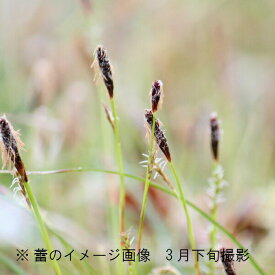 ヒメカンスゲ　10.5cmポット苗　数量割引あり/山野草/耐寒性多年草/※3/27つぼみ～開花中