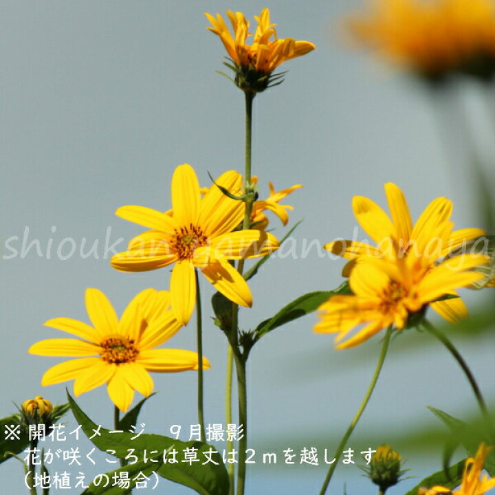 種類豊富な品揃え 入荷済み 生芋 紫桜館 長老喜 山菜 種類豊富な品揃え 入荷済み 生芋 紫桜館 長老喜 山菜