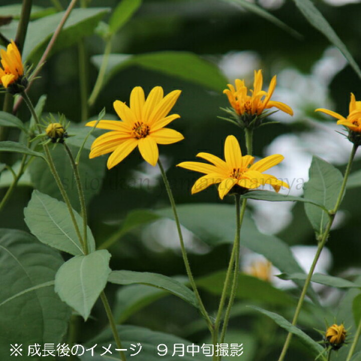 楽天市場 2ポット 岩手県産ムラサキキクイモ 10 5cmポット仮植え苗2ポットセット 赤菊芋 栽培期間中農薬不使用 山菜苗 7 9葉が茂っています 紫桜館 山の花屋 楽天市場店