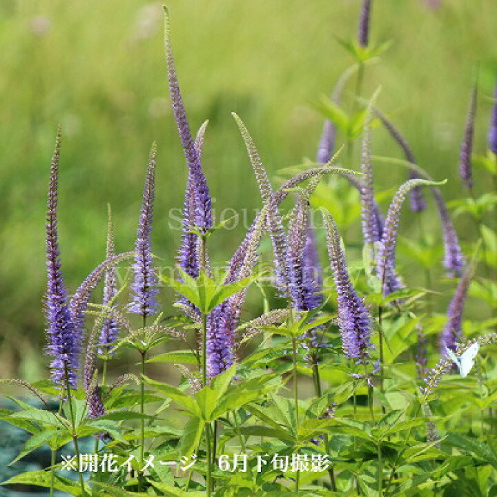 楽天市場 山野草セット 猫の尻尾みたいなお花達 4種各1ポットセット 蝦夷イブキトラノオ オカトラノオ サラシナショウマ クガイソウ 7 5葉が展開中 紫桜館 山の花屋 楽天市場店