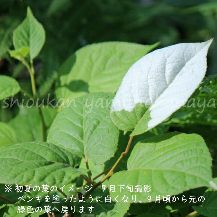 激安超特価 猿梨 1ポット マタタビの仲間 果樹苗 15葉が茂っ