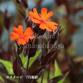 マツモトセンノウ　9cmポット苗　数量割引あり/山野草/宿根草/耐寒性多年草/松本仙翁/※休眠 地上部無し