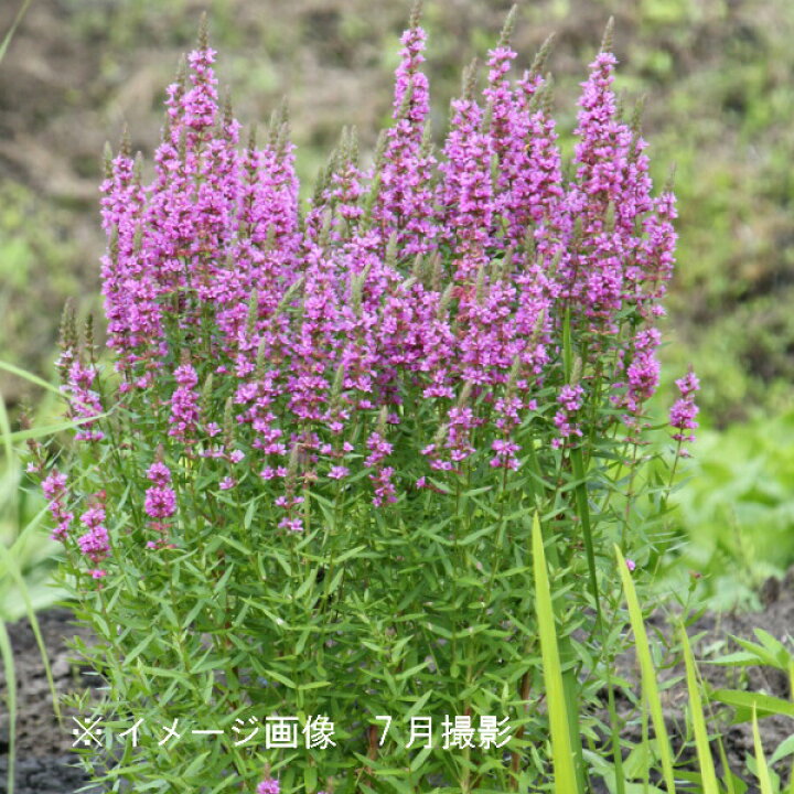 最大74 Offクーポン 山野草 エゾミソハギ 精霊花 ３ポット Riosmauricio Com