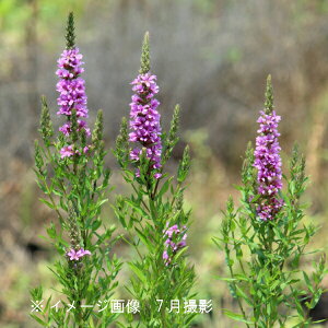 G]~\nM@9`10.5cm|bgc@ʊ/R쑐/ϊN/ڈS/x n㕔Ȃ