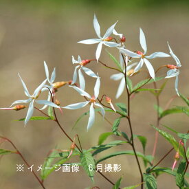 楽天市場 苗物 種類 植物 ミツバ ガーデニング 農業 花 ガーデン Diy の通販