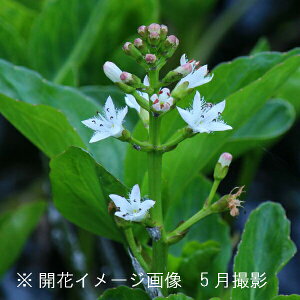 ~cKV@10.5cm|bgc@ʊ/A/rIg[v/ϊN/O/x n㕔Ȃ