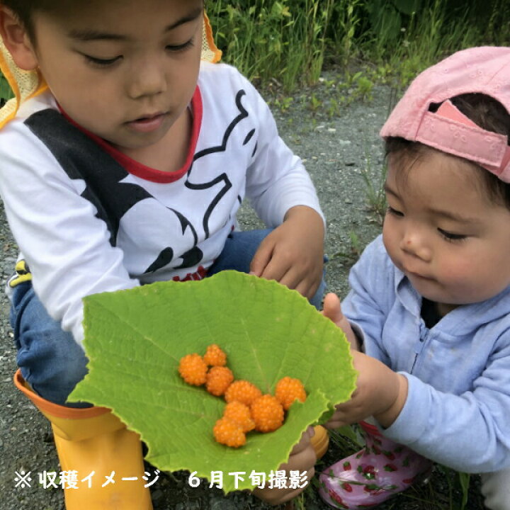 楽天市場 1ポット モミジイチゴ 9cmポット苗 植え付け1年後以降の収穫見込み苗 果樹苗 紅葉苺 野苺 山いちご 9 16落葉しました 紫桜館 山の花屋 楽天市場店