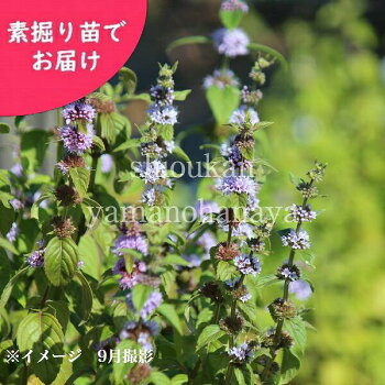 楽天市場 5株 日本ハッカ 素掘り苗5株 耐寒性多年草 日本薄荷 ミント 22年開花見込み株 入荷済み 紫桜館 山の花屋 楽天市場店