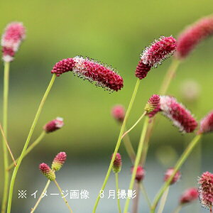 ZFԉԃRE@10.5cm|bgc@ʊ/R쑐/ϊN/ᖒg/TM\o/x n㕔