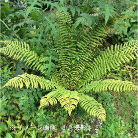 (1ポット)オシダ　10.5cmポット苗　山野草/大型シダ植物/雄羊歯/※4/19芽吹き始め