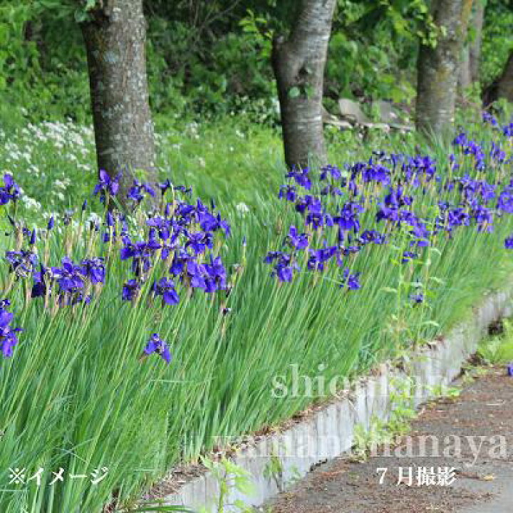 楽天市場 1ポット サキガケアヤメ 10 5cmポット苗 山野草 耐寒性多年草 魁文目 菖蒲 休眠株を植え付けてお届け 春までそのまま栽培可能 紫桜館 山の花屋 楽天市場店