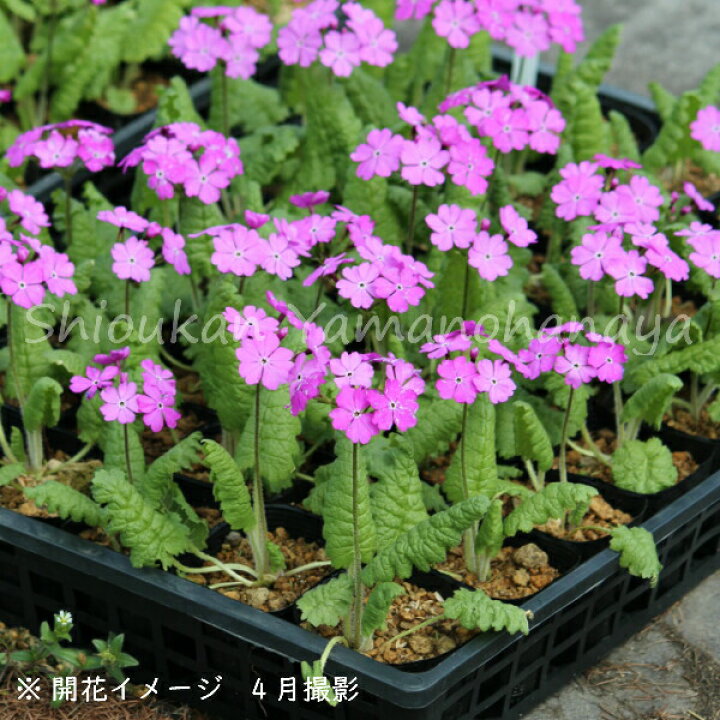 楽天市場 1ポット 日本サクラソウ 9cmポット苗 山野草 耐寒性多年草 桜草 プリムラ 今季開花終了 紫桜館 山の花屋 楽天市場店