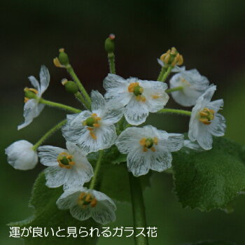 楽天市場 1ポット サンカヨウ 10 5cmポット苗 山野草 耐寒性多年草 山苛葉 今季開花終了 7 10葉に傷み有り 紫桜館 山の花屋 楽天市場店