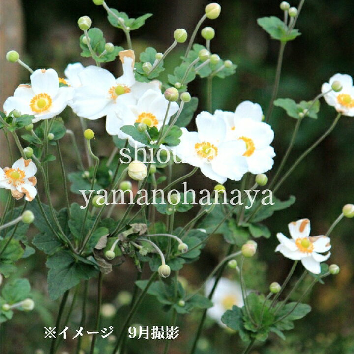 楽天市場 1ポット 白花シュウメイギク 9 10 5cmポット苗 秋咲き山野草 耐寒性多年草 秋明菊 アネモネ新商品 9 2葉が茂っています 紫桜館 山の花屋 楽天市場店