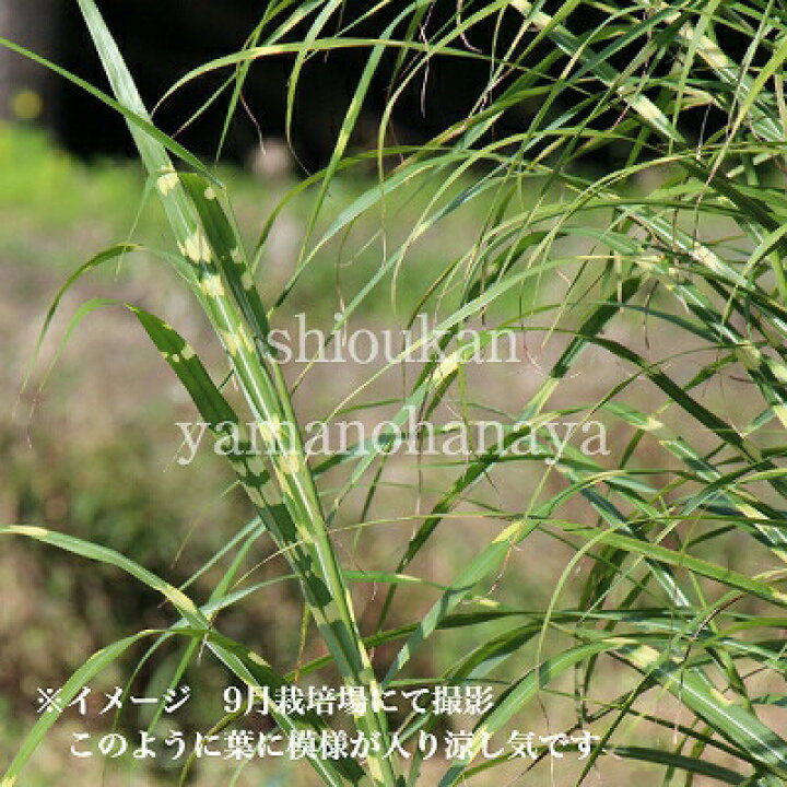 楽天市場 1ポット タカノハススキ 10 5cmポット苗 植え付け1年後以降の開花見込み苗 矢羽薄 鷹の羽ススキ 紫桜館 山の花屋 楽天市場店 楽天市場 1ポット タカノハススキ 10 5cmポット苗 植え付け1年後以降の開花見込み苗 矢羽薄 鷹の羽ススキ 紫桜館 山の花屋 楽天市場店