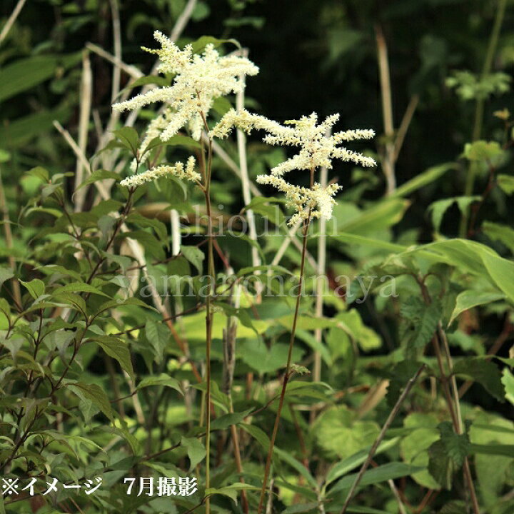 楽天市場 1ポット トリアシショウマ 10 5cmポット苗 山野草 耐寒性多年草 鳥足升麻 今季開花終了 来年のために葉を切り詰めてお届け 紫桜館 山の花屋 楽天市場店