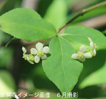 楽天市場 1ポット ツリバナ 9cmポット苗 樹木苗 ツリバナマユミ 吊り花 紫桜館 山の花屋 楽天市場店
