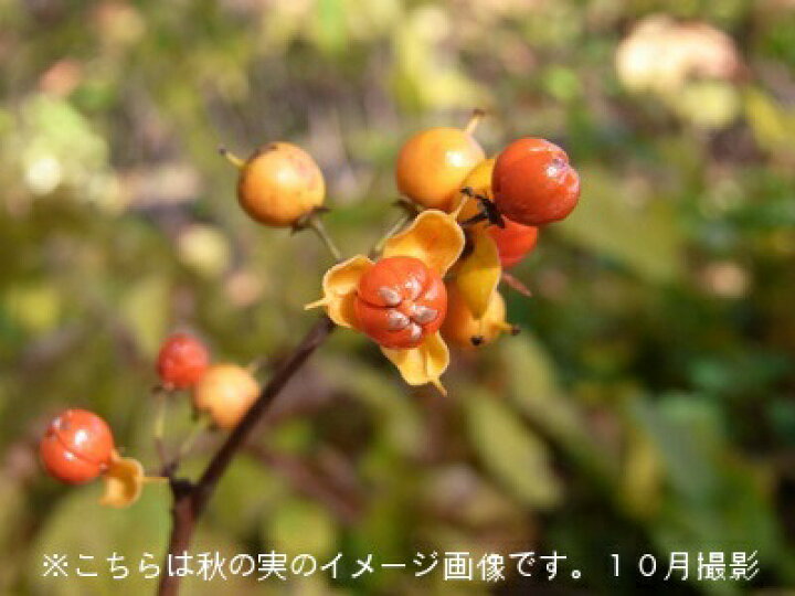 楽天市場 ポット ツルウメモドキ 10 5cmポット雌木苗ポットセット 樹木苗 苗木 つるもどき 紫桜館 山の花屋 楽天市場店