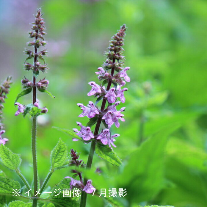 楽天市場 2ポット 岩手県産チョロギ 9cmポット種芋仮植え苗2ポットセット 長老喜 山菜苗 3 11まだ芽吹いていません 紫桜館 山の花屋 楽天市場店