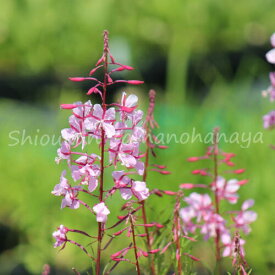 薄桃花ヤナギラン　9cmポット苗　数量割引あり/山野草/耐寒性多年草/柳蘭/※休眠 地上部無し