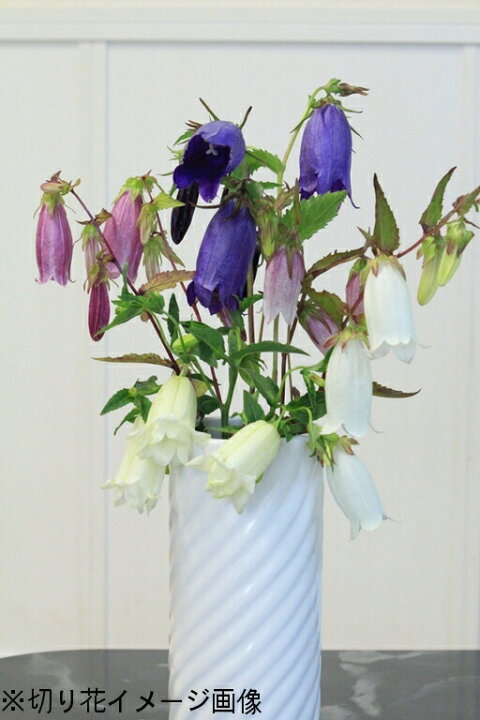 楽天市場 宿根草セット ホタルブクロ 4種各1ポットセット 青花 黄花二重咲き 白花 絞り咲き 9月末に植えつけた苗です 紫桜館 山の花屋 楽天市場店 楽天市場 宿根草セット ホタルブクロ 4種各1ポットセット 青花 黄花二重咲き 白花 絞り咲き 9月末に植えつけた苗です 紫桜館 山の花屋 楽天市場店