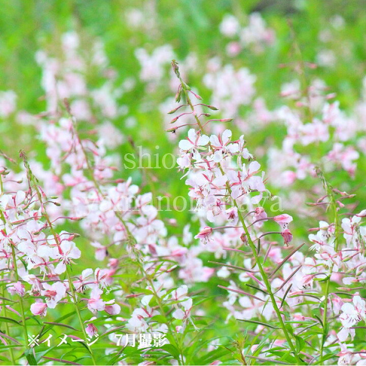楽天市場 1ポット 薄桃花ヤナギラン 9cmポット苗 山野草 耐寒性多年草 柳蘭 紫桜館 山の花屋 楽天市場店