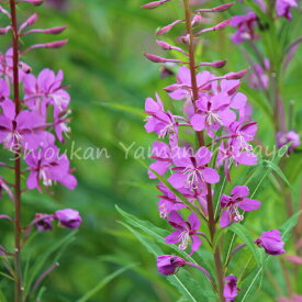 ヤナギラン　9cmポット苗　数量割引あり/山野草/耐寒性多年草/柳蘭/※今季開花終了 8/1葉が展開中